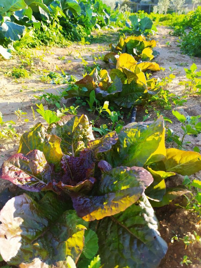 Myparadise-Farm Villa In The Centre Of South Crete カラマキ エクステリア 写真