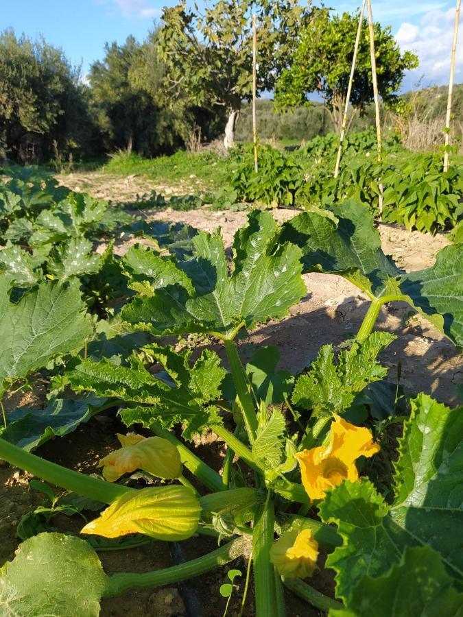 Myparadise-Farm Villa In The Centre Of South Crete カラマキ エクステリア 写真