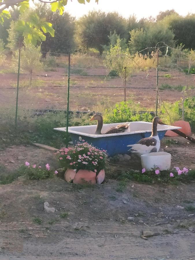 Myparadise-Farm Villa In The Centre Of South Crete カラマキ エクステリア 写真
