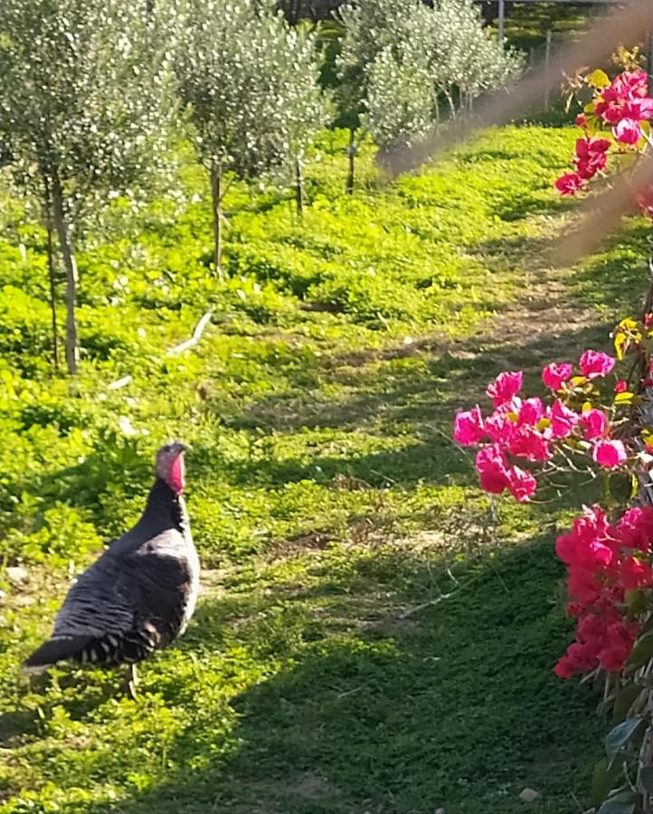 Myparadise-Farm Villa In The Centre Of South Crete カラマキ エクステリア 写真