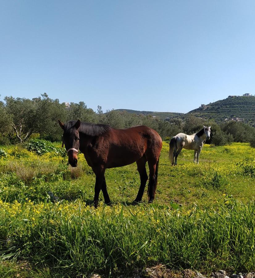 Myparadise-Farm Villa In The Centre Of South Crete カラマキ エクステリア 写真