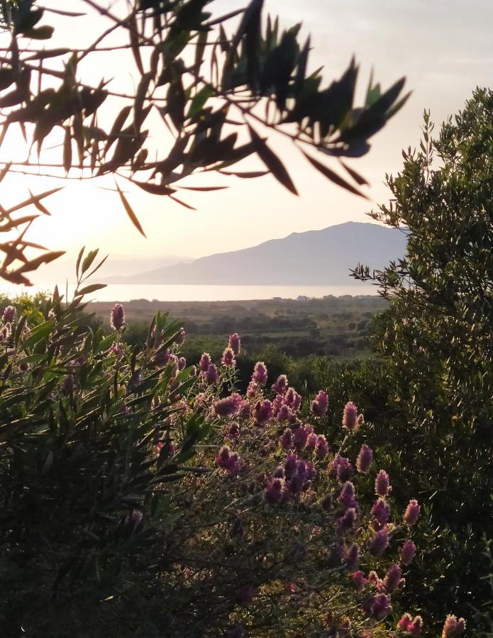 Myparadise-Farm Villa In The Centre Of South Crete カラマキ エクステリア 写真
