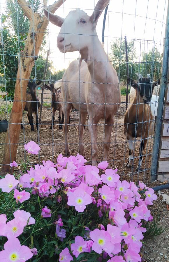Myparadise-Farm Villa In The Centre Of South Crete カラマキ エクステリア 写真